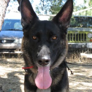 Trigger - German Shepherd